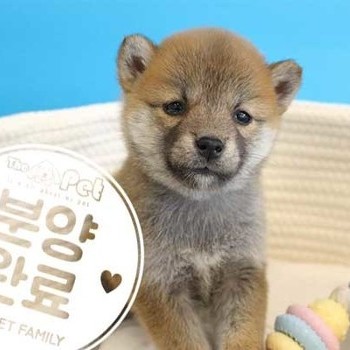시바이누 ♀ 08.05 분양완료