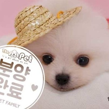 포메라니안 ♂ 03.23 분양완료