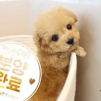 푸들 ♀ 12.15 분양완료