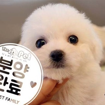 비숑프리제 ♂ 01.08 분양완료