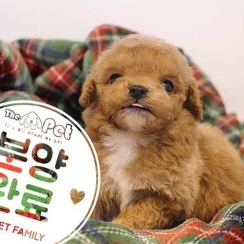 말티푸 ♂ 11.01 분양완료