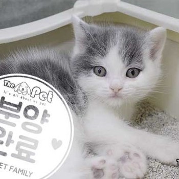 브리티쉬숏헤어 ♂ 10.30 분양완료