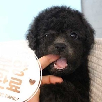 푸들 ♂ 06.14 분양완료