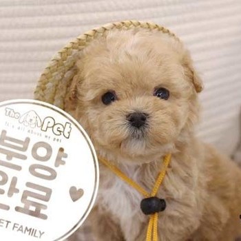 말티푸 ♀ 01.02  분양완료
