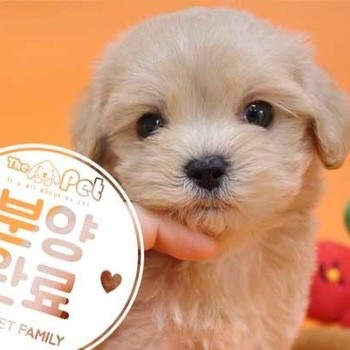 말티푸 ♂ 05.14 분양완료
