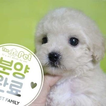 푸숑 ♂ 05.26 분양완료