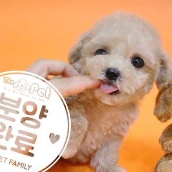말티푸 ♀ 05.06 분양완료