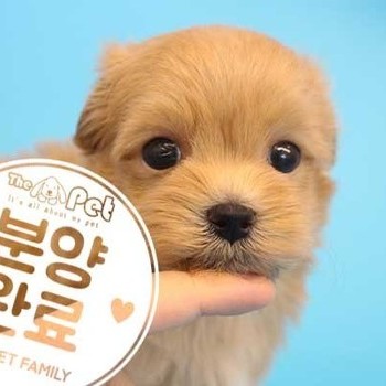 말티푸 ♂ 06.29 분양완료