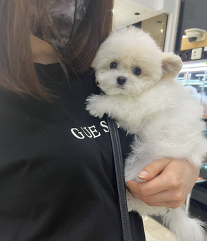 비숑프리제 분양후기 [23.08.07]
