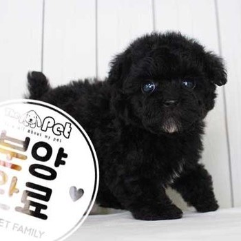 푸들 ♂ 6.19 분양완료