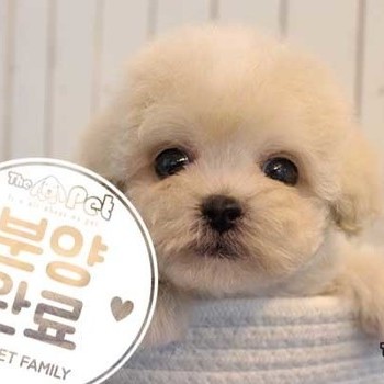 말티푸 ♀ 12.10 분양완료