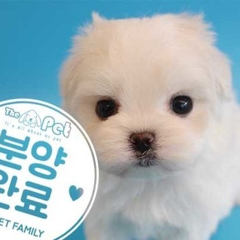 말티푸 ♂ 08.04 분양완료