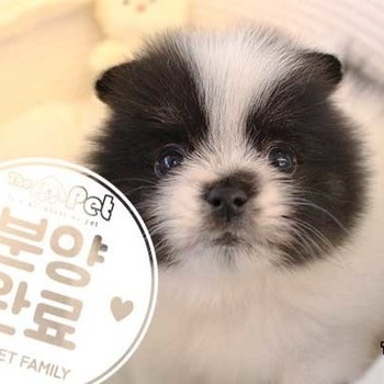 폼피츠 ♀ 01.01 분양완료