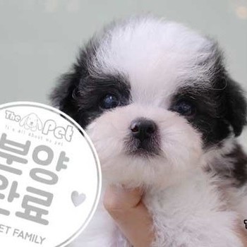 푸들 ♂ 11.11 분양완료