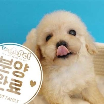 푸들 ♀ 07.26 분양완료