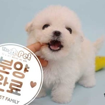 말티푸 ♀ 02.28 분양완료