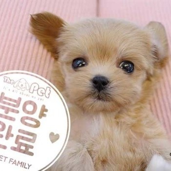 말티푸 ♀ 12.16 분양완료