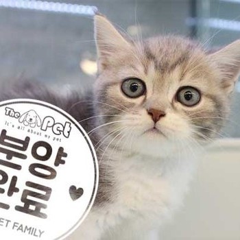 먼치킨 ♂ 5.23 분양완료