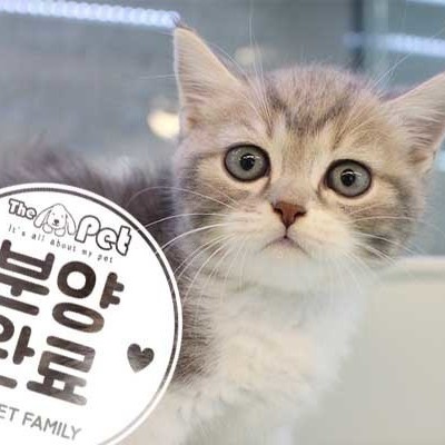 먼치킨 ♂ 5.23 분양완료