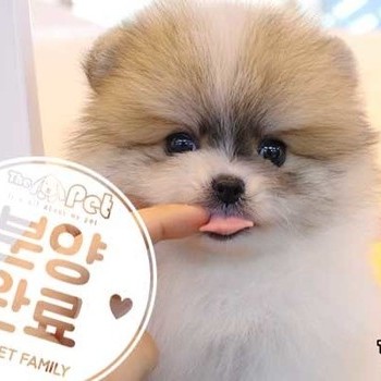 포메라니안 ♂ 11.03 분양완료