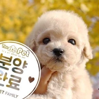푸들 ♀ 9.11 분양완료