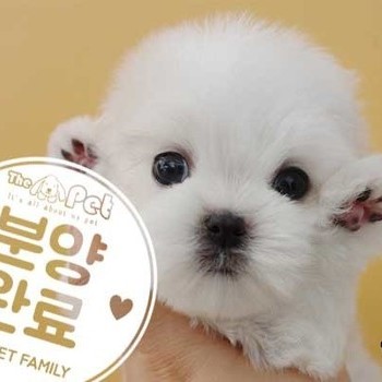 말티즈 ♀ 01.09 분양완료