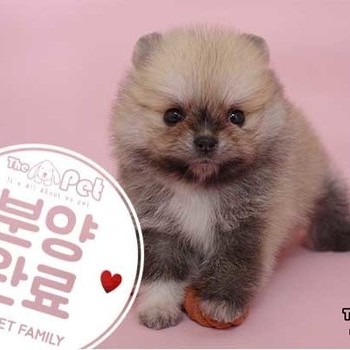 포메라니안 ♀ 03.25 분양완료