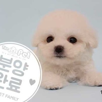말티푸 ♀ 02.28 분양완료