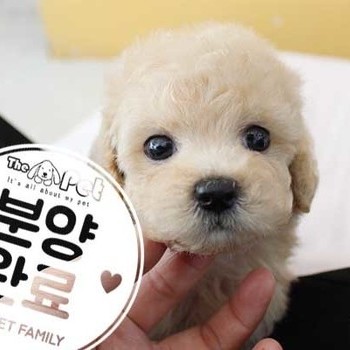 푸들 ♂ 9.11 분양완료