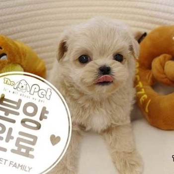 말티푸 ♂ 12.17 분양완료