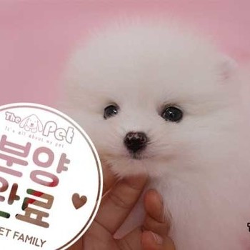 포메라니안 ♂ 03.26 분양완료