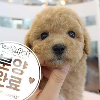 말티푸 ♂ 03.24 분양완료