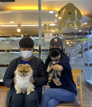 포메라니안 분양후기 [23.05.01]