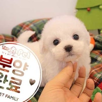 비숑프리제 ♀ 10.17 분양완료