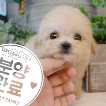 푸들 ♂ 7.30 분양완료