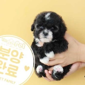 푸들 ♂ 10.29 분양완료