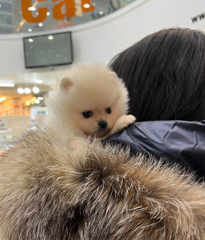 포메라니안 분양후기 [23.12.04]