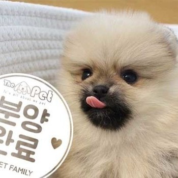 포메라니안 ♂ 06.17 분양완료