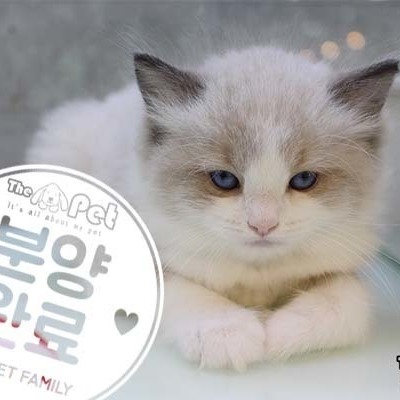 렉돌 ♀ 02.21 분양완료