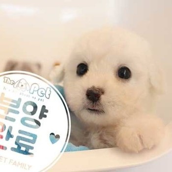 비숑프리제 ♀ 06.25 분양완료