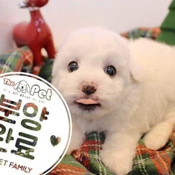비숑프리제 ♂ 10.1 분양완료