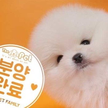 포메라니안 ♂ 05.14 분양완료