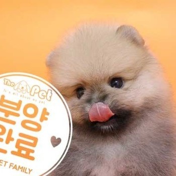 포메라니안 ♀ 05.04 분양완료
