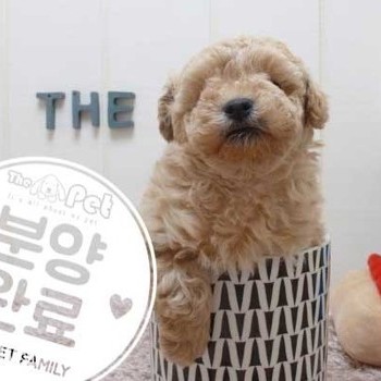 말티푸 ♀ 7.9 분양완료