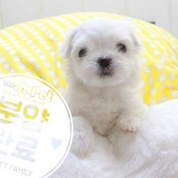 말티즈 ♂ 3.20 분양완료