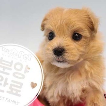 말티푸 ♂ 03.28 분양완료
