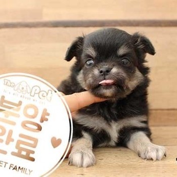 치와와 ♂ 9.11 분양완료