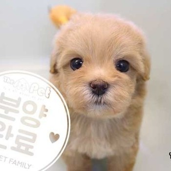 말티푸 ♀ 11.26 분양완료