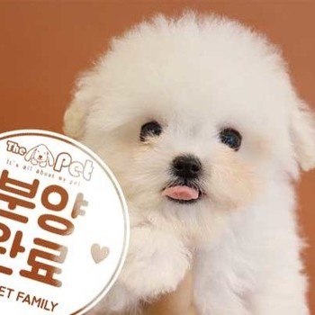 비숑프리제 ♂ 09.01분양완료