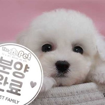비숑프리제 ♂ 03.26 분양완료